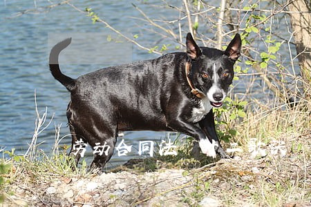劳动合同法 十二歌诀 劳动合同法 十二歌诀